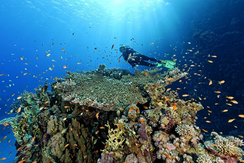 Ras Mohammed National Park Snorkeling — Egypt tour photograph