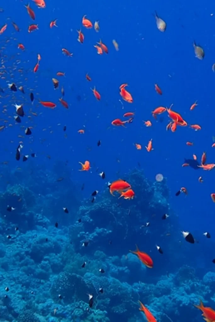 Ras Mohammed National Park Snorkeling — Egypt tour photograph